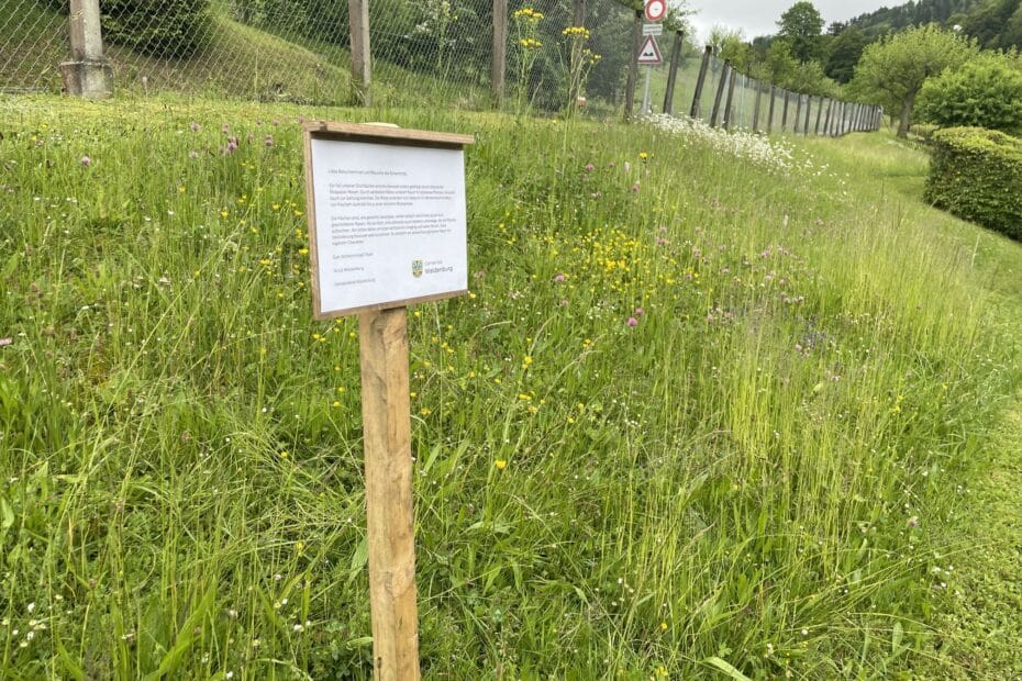 Blühende Wiese mit Infotafel