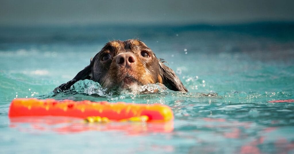 DeliBest – Badespass auf vier Pfoten im Schwimmbi Waldenburg